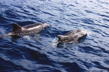 Dolphin Search