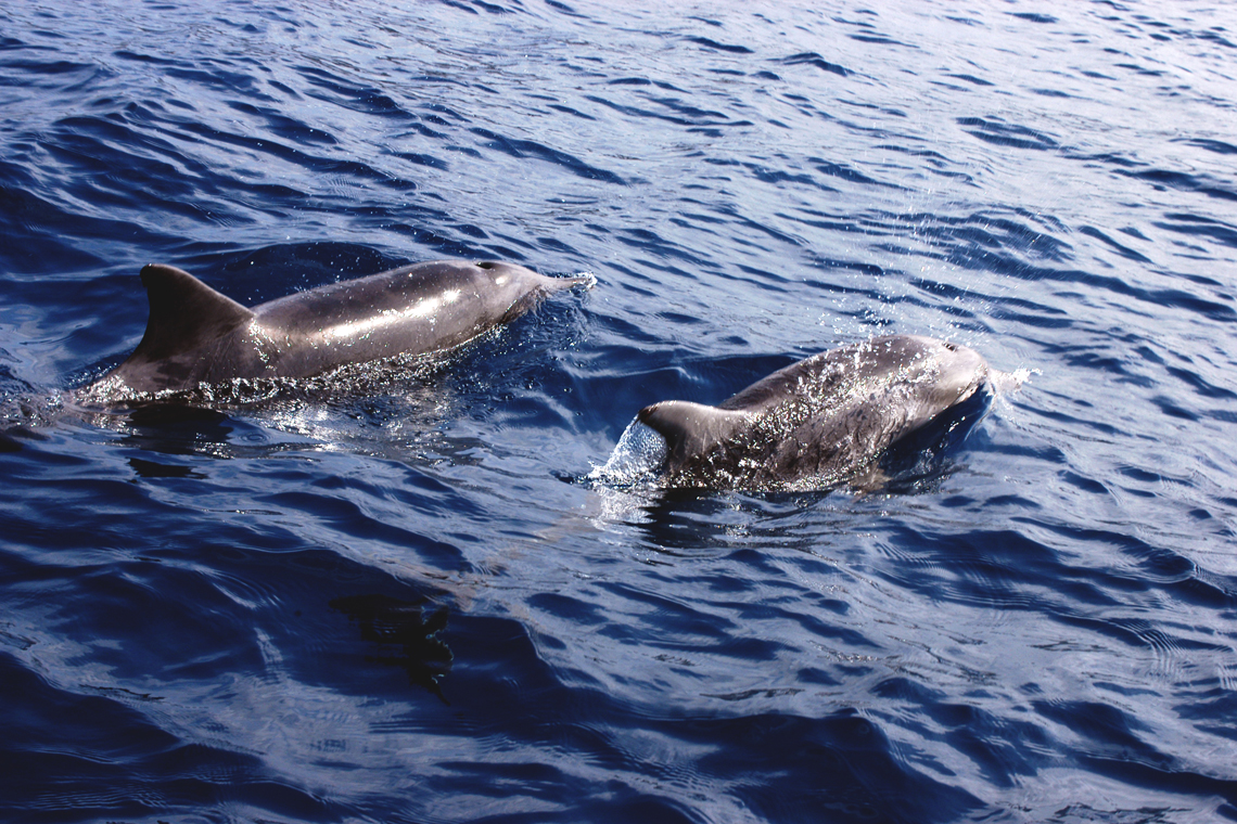 Dolphin Search
